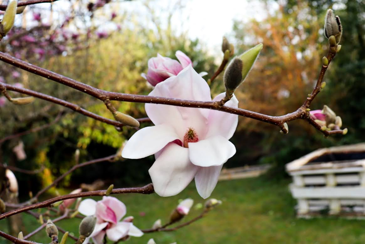 Rückblick auf mein Gartenjahr 2021